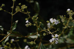 Spermadictyon suaveolens